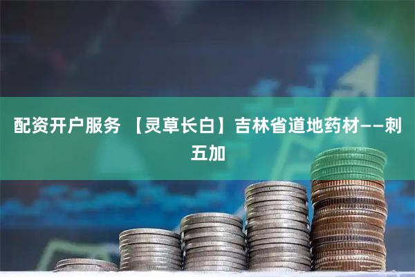 配资开户服务 【灵草长白】吉林省道地药材——刺五加